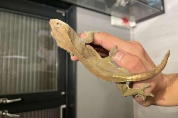 Geckos kaufen und verkaufen Foto: Kronengecko M zu „verschenken“