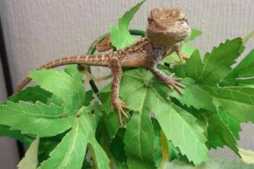 Bearded dragons kaufen und verkaufen Photo: Junge Bartagamen abzugeben 