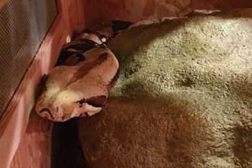 Boas kaufen und verkaufen Foto: Boa Constrictor sucht neues Zuhause