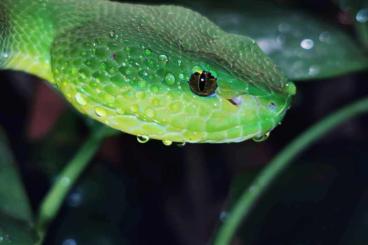 Giftschlangen kaufen und verkaufen Foto: Verkaufe Trimersurus Inslularis 0.1 Giftschlangen kaufen und verkaufen Foto: Verkaufe Trimersurus Inslularis 0.1