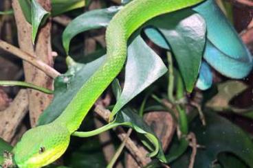 Venomous snakes kaufen und verkaufen Photo: 0.1 Trimeresurus Insularis cb2023 Venomous snakes kaufen und verkaufen Photo: 0.1 Trimeresurus Insularis cb2023
