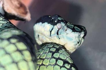 Giftschlangen kaufen und verkaufen Foto: Craspedocephalus trigonocephalus Giftschlangen kaufen und verkaufen Foto: Craspedocephalus trigonocephalus