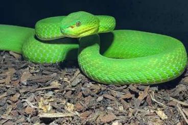 Venomous snakes kaufen und verkaufen Photo: Craspedocephalus trigonocephalus