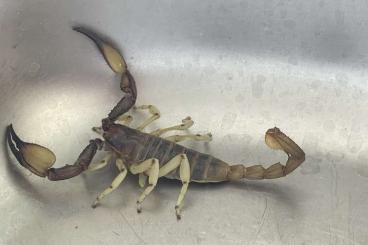 Skorpione kaufen und verkaufen Foto: Opistophthalmus Carinatus