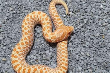 Snakes kaufen und verkaufen Photo: Hognose, snow, albino, axanthic. 