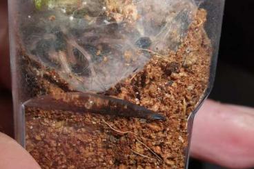 Vogelspinnen kaufen und verkaufen Foto: Zwergvogelspinne Neoholothele incei 4./5. Fh (NZ 7/23)
