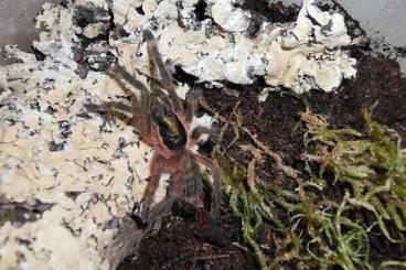 - bird spiders kaufen und verkaufen Photo: Zwergvogelspinne Neoholothele incei 4./5. Fh (NZ 7/23)