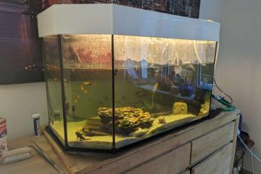 Schildkröten  kaufen und verkaufen Foto: Mosschusschildkröten gegen Spende abzugeben