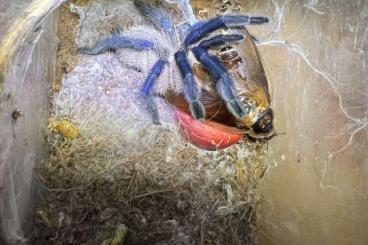 - bird spiders kaufen und verkaufen Photo: Monocentropus balfouri 0.1