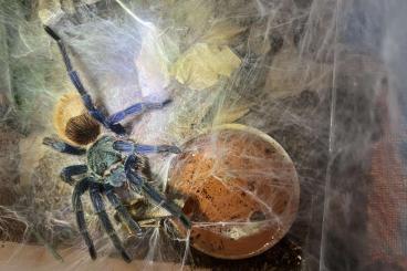 - bird spiders kaufen und verkaufen Photo: Chromatopelma cyaneopubescens 0.1