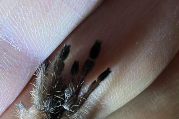 - bird spiders kaufen und verkaufen Photo: Ephebopus murinus/ Skelettevogelspinne