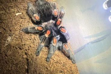 - bird spiders kaufen und verkaufen Photo: Brachypelma Auratum 1.2 Adult