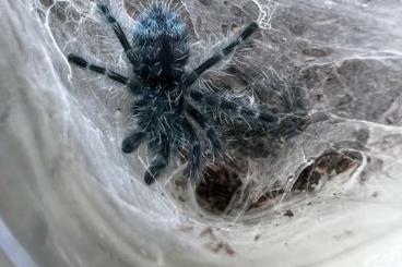 - bird spiders kaufen und verkaufen Photo: Garibena Versicolor slings