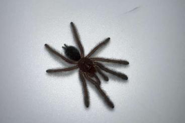Spinnen und Skorpione kaufen und verkaufen Foto: Phormingochilus hatihati slings Spinnen und Skorpione kaufen und verkaufen Foto: Phormingochilus hatihati slings