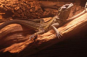 Agamen kaufen und verkaufen Foto: hyrosaurus 0.1 1.0 celebensis amboinensis 