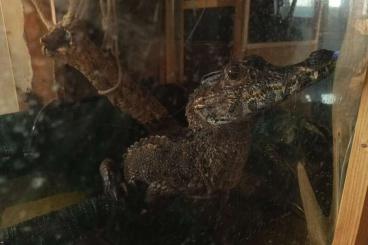 andere Echsen kaufen und verkaufen Foto: Crowned Dwarf Caiman (Paleosuchus trigonatus) andere Echsen kaufen und verkaufen Foto: Crowned Dwarf Caiman (Paleosuchus trigonatus)