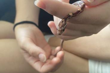 Colubrids kaufen und verkaufen Photo: Baby Kornnattern zu verkaufen