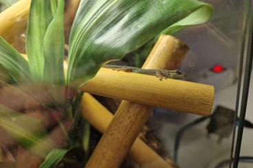 Geckos kaufen und verkaufen Photo: Lygodactylus williamsi Männchen