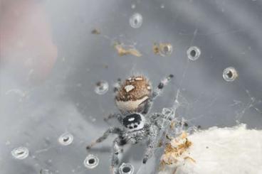- bird spiders kaufen und verkaufen Photo: Bahama adult + johnsoni adult Verkauf - bird spiders kaufen und verkaufen Photo: Bahama adult + johnsoni adult Verkauf