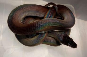 Pythons kaufen und verkaufen Photo: Leiopython meridionalis / Leiopython hoserae Pythons kaufen und verkaufen Photo: Leiopython meridionalis / Leiopython hoserae