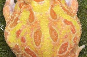 Frösche  kaufen und verkaufen Foto: Ceratophrys cranwelli schmuckhornfrosch 