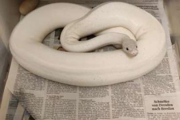 Königspythons kaufen und verkaufen Foto: Königspython 0.2 zu verkaufen Königspythons kaufen und verkaufen Foto: Königspython 0.2 zu verkaufen