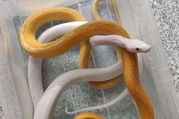 Schlangen kaufen und verkaufen Foto: Suche Malayopython reticulatus netzpythons Schlangen kaufen und verkaufen Foto: Suche Malayopython reticulatus netzpythons