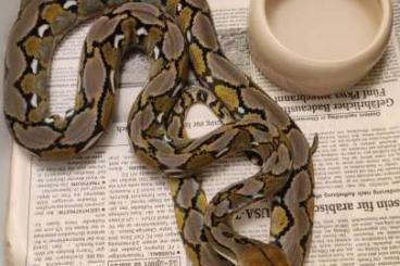 Pythons kaufen und verkaufen Photo: Netzpythons Python reticulatus Pythons kaufen und verkaufen Photo: Netzpythons Python reticulatus