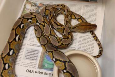 Pythons kaufen und verkaufen Photo: Netzpythons Python reticulatus Pythons kaufen und verkaufen Photo: Netzpythons Python reticulatus
