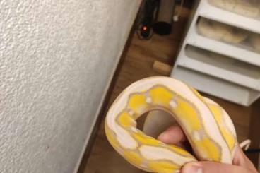 Pythons kaufen und verkaufen Foto: Netzpythons Python reticulatus Pythons kaufen und verkaufen Foto: Netzpythons Python reticulatus