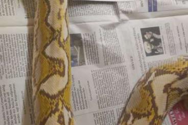Pythons kaufen und verkaufen Foto: Netzpythons Python reticulatus Pythons kaufen und verkaufen Foto: Netzpythons Python reticulatus