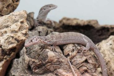 Monitor lizards kaufen und verkaufen Photo: Varanus gilleni 0.0.3 Captive Br