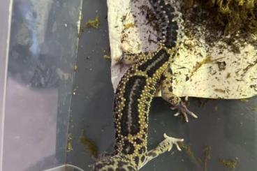 Geckos kaufen und verkaufen Photo: Leopardgecko Männchen dringend abzugeben!