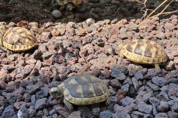 Tortoises kaufen und verkaufen Photo: Breitrandschildkröten deutsche NZ 2021 abzugeben