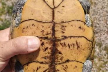 Schildkröten  kaufen und verkaufen Foto: Malaclemys terrapin terrapin