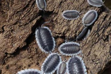 andere Wirbellose kaufen und verkaufen Foto: Verschiedene Zierasseln/Isopods andere Wirbellose kaufen und verkaufen Foto: Verschiedene Zierasseln/Isopods
