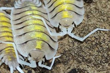 andere Wirbellose kaufen und verkaufen Foto: Verschiedene Zierasseln/Isopods andere Wirbellose kaufen und verkaufen Foto: Verschiedene Zierasseln/Isopods