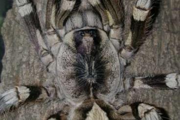 - bird spiders kaufen und verkaufen Photo: Poecilotheria striata adult Weibchen (7cm Kl)