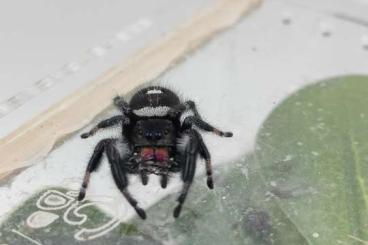 Spiders and Scorpions kaufen und verkaufen Photo: Phidippus regius "Apalchicola" Springspinnen/Jumpingspider Spiders and Scorpions kaufen und verkaufen Photo: Phidippus regius "Apalchicola" Springspinnen/Jumpingspider