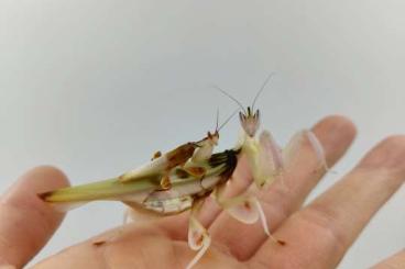 other Arthropoda kaufen und verkaufen Photo: Verschiedene Mantiden/Mantis other Arthropoda kaufen und verkaufen Photo: Verschiedene Mantiden/Mantis