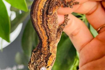 Echsen  kaufen und verkaufen Foto: Neocaledonian geckos le9reptiles