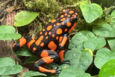 Pfeilgiftfrösche kaufen und verkaufen Foto: Suche Oophaga Histronica Bahia Solano Jungtiere