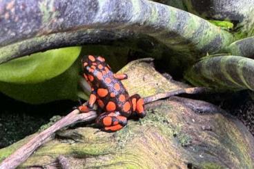 Poison dart frogs kaufen und verkaufen Photo: Oophaga histrionica "Bahia Solano" 0,0,6 Poison dart frogs kaufen und verkaufen Photo: Oophaga histrionica "Bahia Solano" 0,0,6