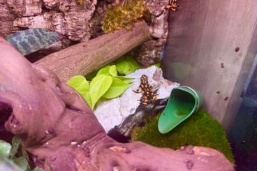Pfeilgiftfrösche kaufen und verkaufen Foto: Oophaga Histrionica Bahia Solano Nachzuchten Pfeilgiftfrösche kaufen und verkaufen Foto: Oophaga Histrionica Bahia Solano Nachzuchten