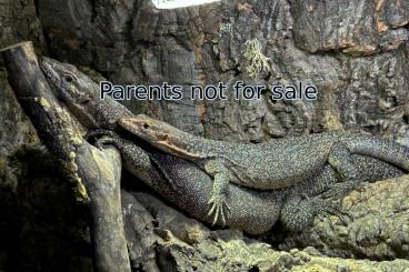 Monitor lizards kaufen und verkaufen Photo: Varanus Auffenbergi, Varanus Primordius Monitor lizards kaufen und verkaufen Photo: Varanus Auffenbergi, Varanus Primordius