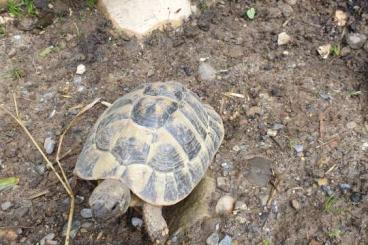 Landschildkröten kaufen und verkaufen Foto: Griechische Landschildkröte 