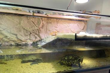 Schildkröten  kaufen und verkaufen Foto: Drei-Kiel-Schildkröten abzugeben 