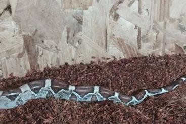 Schlangen kaufen und verkaufen Foto: Boa Constrictor Pos RLT het VPI 0.1 Gandolfo 