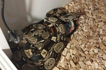Schlangen kaufen und verkaufen Foto: Boa Constrictor RLT IMG het VPI 