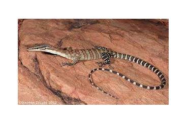 Monitor lizards kaufen und verkaufen Photo: suche varanus glauerti 0.1 